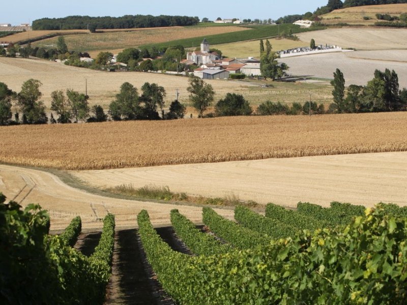 Il était une fois une terre de vignoble